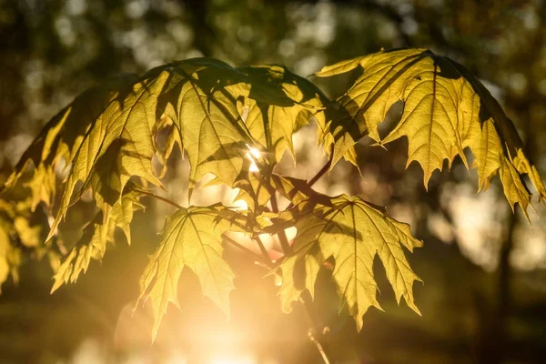 Φύλλα σφενδάμου φόντα φως του ήλιου — Φωτογραφία Αρχείου