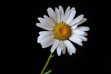Daisy beyaz çiçek siyah arka plan