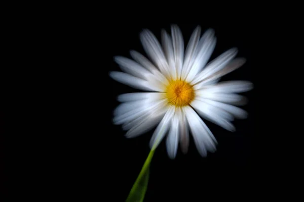 Daisy bílé černé pozadí zoom — Stock fotografie