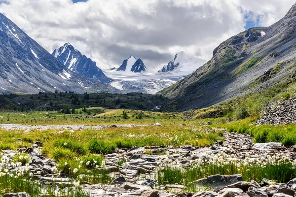 Montañas glaciar flores piedras verano Imagen de stock