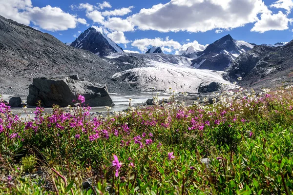 Bergen glaciären blommor willow-kamomillte — Stockfoto