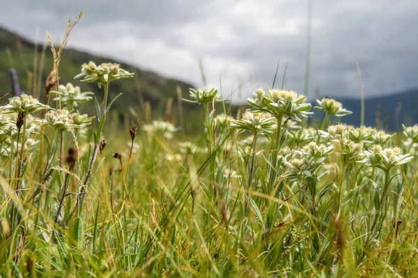 Edelweiss bloemen berg weide — Stockfoto