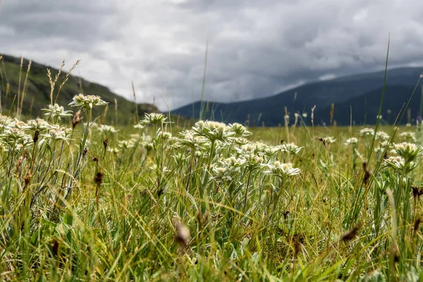 Edelweiss bloemen berg weide — Stockfoto