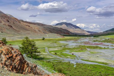dağlar Nehri Vadisi çiçek yaz