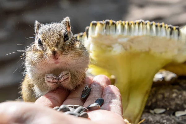 Chipmunk hand sunflower seeds feeding — Stock Photo, Image