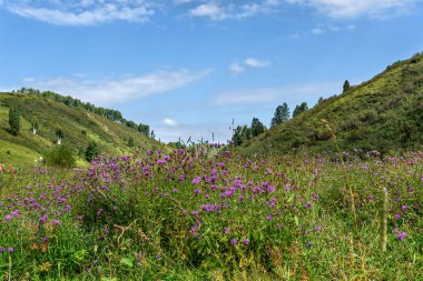 çiçek pembe Peygamber dağ çayır