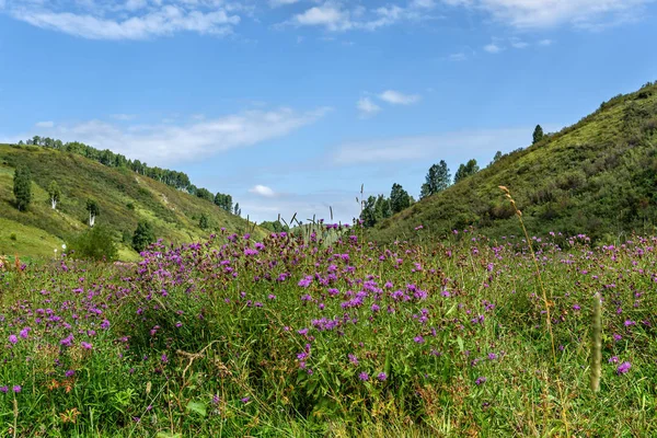 çiçek pembe Peygamber dağ çayır