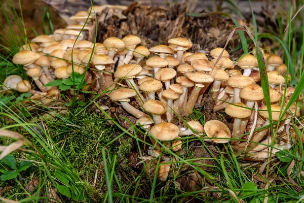 Большая Группа Красивых Маленьких Грибов Медовый Гриб Armillaria Mellea Растет — стоковое фото