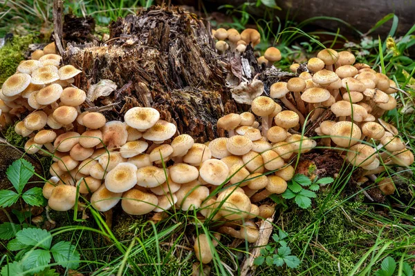 Pilze Honigpilz Baumstumpf Wald — Stockfoto