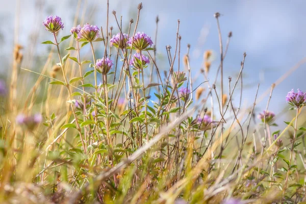 Beautiful floral background with pink wild flowers zizifora close-up, growing in the steppe in the mountains