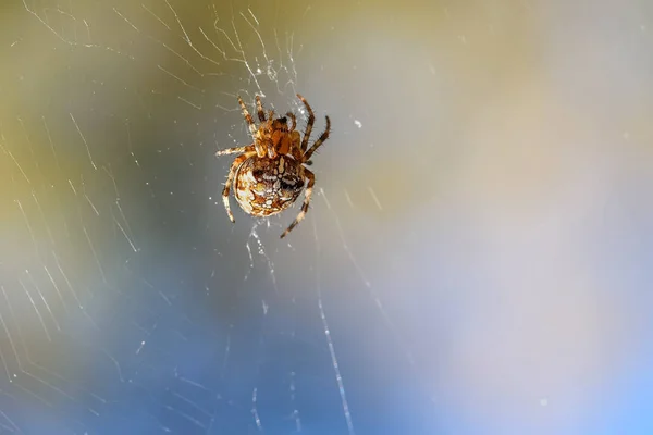 Spider web owadów światło słoneczne — Zdjęcie stockowe