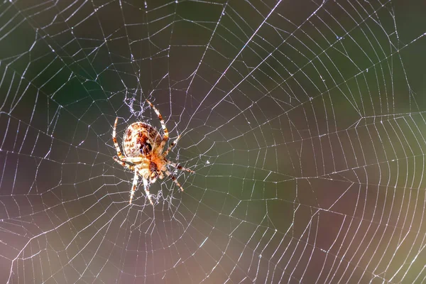 スパイダー web 昆虫日光 — ストック写真