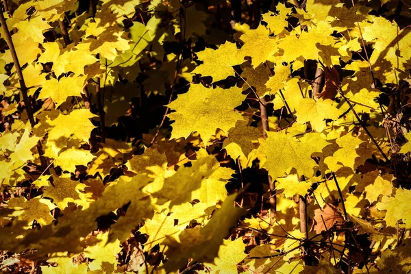 Javorové listy na podzim žluté slunce — Stock fotografie