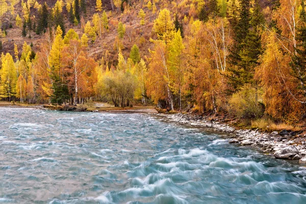 Rzeka turkusowa woda brzoza jesienią — Zdjęcie stockowe