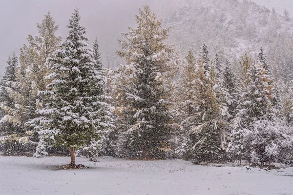 Snow forest mountain autumn fall — Stock Photo, Image