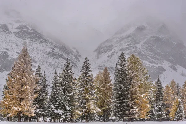 雪の森山紅葉 — ストック写真