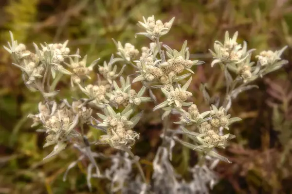 Edelweiss bloem boeket closeup — Stockfoto