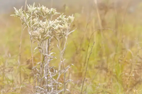 Квітка едельвейса крупним планом — стокове фото