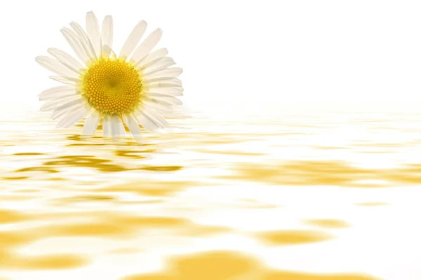 Vita daisy vatten eftertanke — Stockfoto