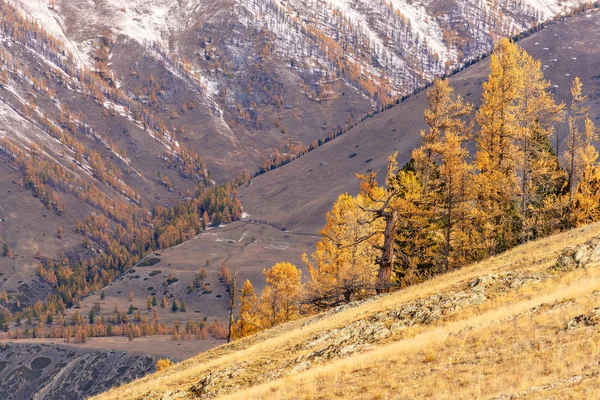 Hory stromy svahy podzimní sníh — Stock fotografie
