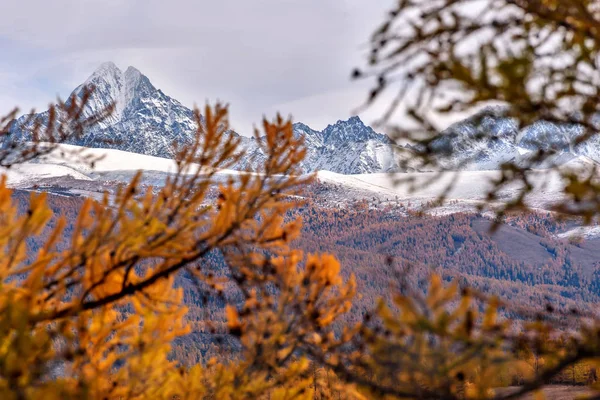 Montañas árboles otoño nieve ramas —  Fotos de Stock