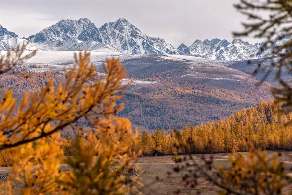 Hory stromů podzimní sněhové větve — Stock fotografie