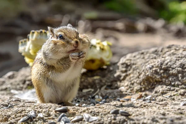 Chipmunk sunflower seeds eats — Stock Photo, Image