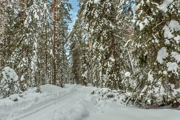 Forest road snow winter spruce — Stock Photo, Image