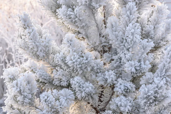 Fichte Zweig Kiefer Schnee Winter — Stockfoto