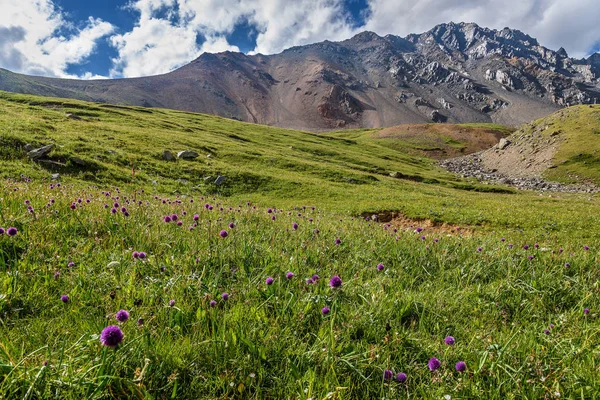 Mountains meadow alpine wildflowers hills — Stock Photo, Image