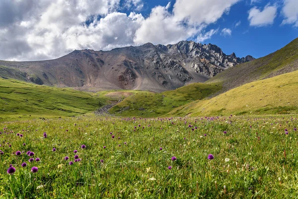 Berg äng alpine blommor hills — Stockfoto