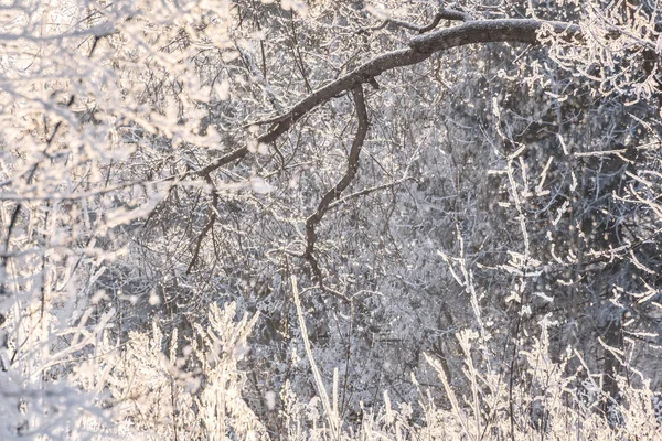 Floresta neve árvores inverno geada — Fotografia de Stock