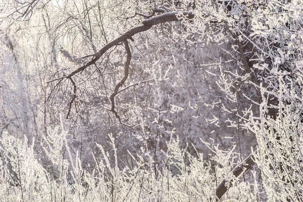 Orman kar ağaçları kış frost — Stok fotoğraf