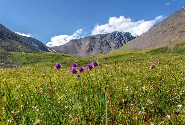 Wild flowers mountains meadow alpine hills — Stock Photo, Image