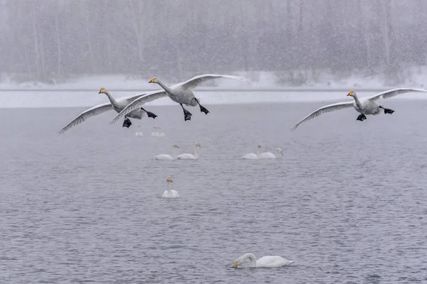Swans lake fly wintering snowfall birds — Stock Photo, Image