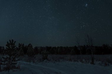 yıldız orman gökyüzü Ladin kar