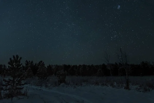Estrella bosque cielo abeto nieve — Foto de Stock