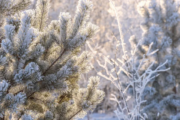 Pino escarcha nieve luz del sol —  Fotos de Stock