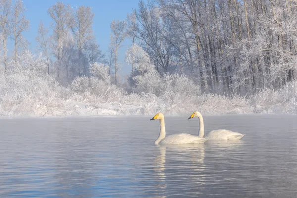 Swans lake couple winter frost — Stock Photo, Image