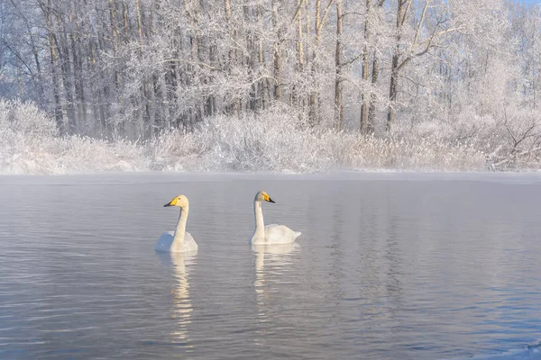 Cygnes lac couple hiver gel — Photo