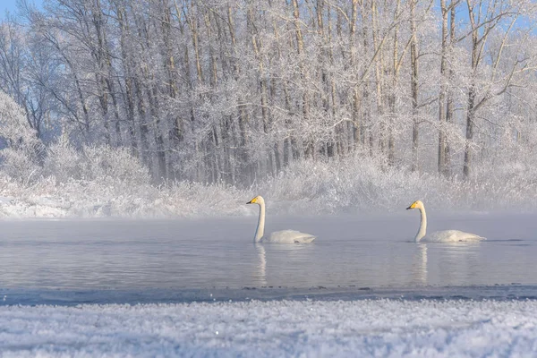 Svanar sjön par vinterfrost Royaltyfria Stockbilder