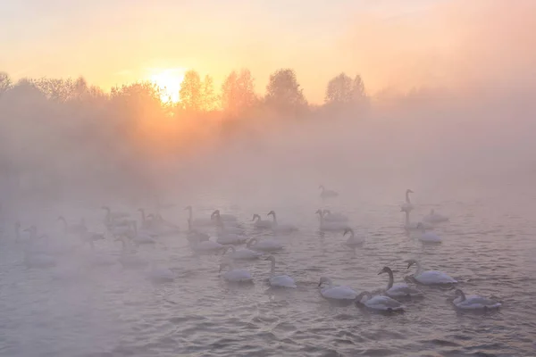 Cisnes lago névoa inverno por do sol — Fotografia de Stock