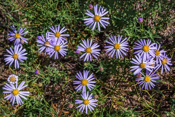 Lila daisy bloemen weide achtergrond — Stockfoto