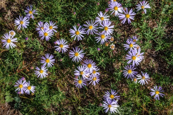 Lila daisy bloemen weide achtergrond — Stockfoto