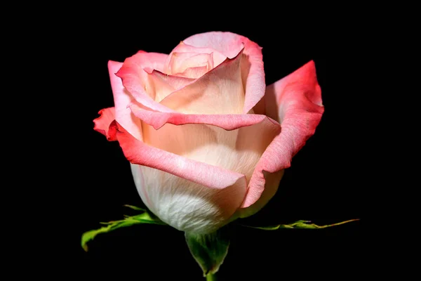 Rose blanc rose fond noir — Photo