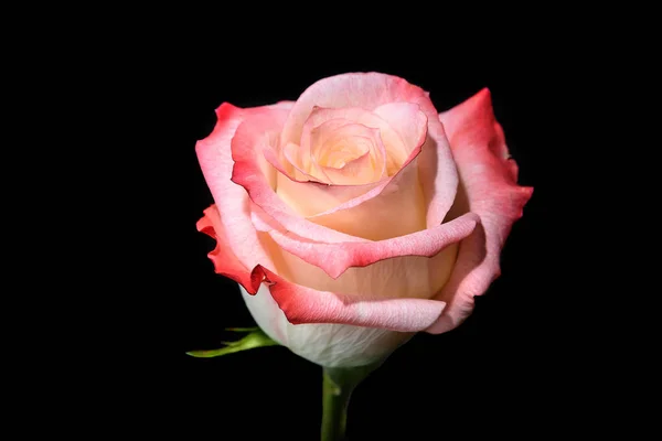 Rosa weiß rosa Hintergrund schwarz — Stockfoto