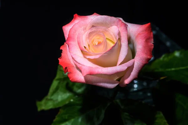 Rosa weiß rosa Hintergrund schwarz — Stockfoto