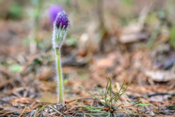 Sneeuwklokjes drop bloemen eerste lente — Stockfoto