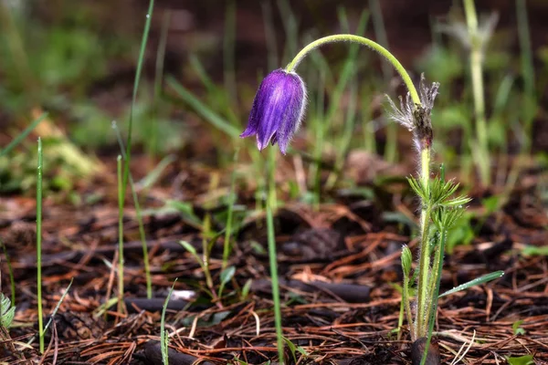 Sneeuwklokjes drop bloemen eerste lente — Stockfoto