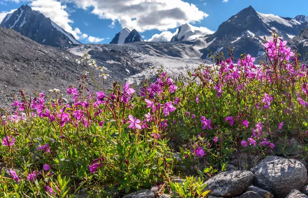 Willow te kamomill bergen glaciären blommor — Stockfoto